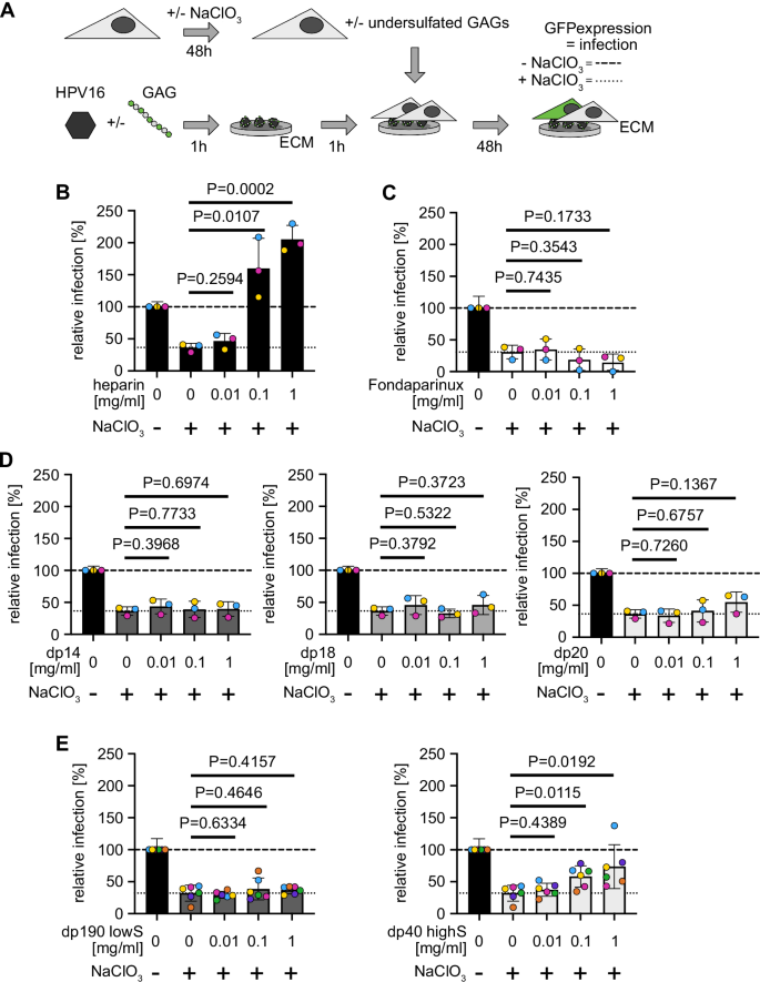 Glycan-induced structural activation softens the human papillomavirus capsid for entry through reduction of intercapsomere flexibility