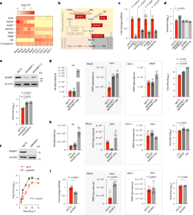 Cryptic phosphoribosylase activity of NAMPT restricts the virion incorporation of viral proteins