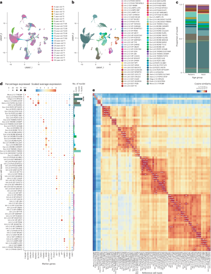 A temporal cortex cell atlas highlights gene expression dynamics during human brain maturation