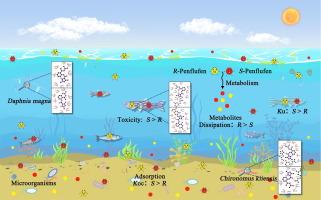 Analysis of the stereoselective fate and toxicity of penflufen in the water-sediment system for risk reduction