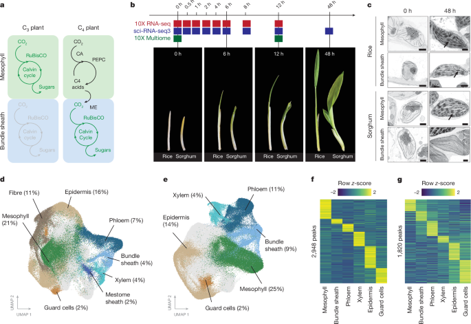 Exaptation of ancestral cell-identity networks enables C4 photosynthesis