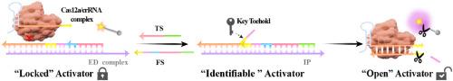 A Novel All-in-one Target-Powered Entropy-Driven Dynamic DNA Networks to Regulate the Activity of CRISPR/AsCas12a for Enhanced DNA Detection