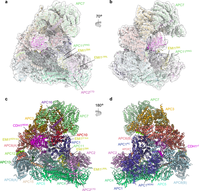 Cryo-EM structures of apo-APC/C and APC/CCDH1:EMI1 complexes provide insights into APC/C regulation