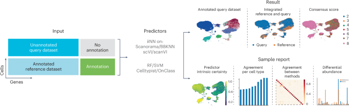 Consensus prediction of cell type labels in single-cell data with popV