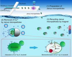 Bioremediation of heavy metal ion (Cu2+) by live probiotic Janus microparticles using droplet-based microfluidic technique