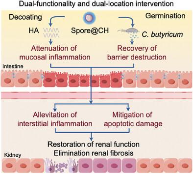 Hyaluronic Acid-Nanocoated Bacteria Generate an Anti-Inflammatory Tissue-Repair Effect in Impaired Gut and Extraintestinal Organs