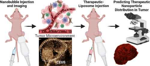 Assessing Therapeutic Nanoparticle Accumulation in Tumors Using Nanobubble-Based Contrast-Enhanced Ultrasound Imaging