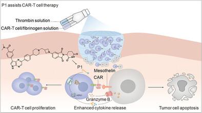 An Oral PROTAC Targeting HPK1 Degradation Potentiates Anti-Solid Tumor Immunity