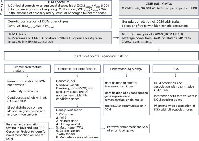 Genome-wide association analysis provides insights into the molecular etiology of dilated cardiomyopathy