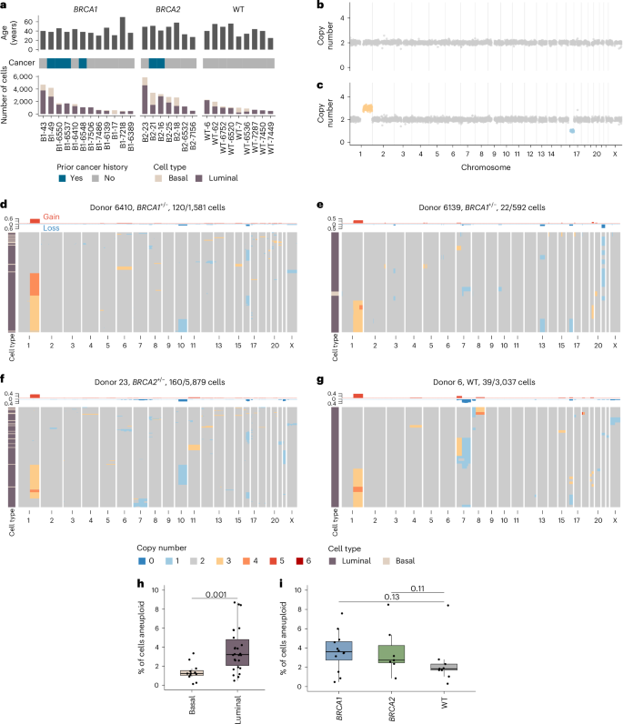 Luminal breast epithelial cells of BRCA1 or BRCA2 mutation carriers and noncarriers harbor common breast cancer copy number alterations