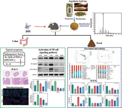 Phenolics-Rich Extract from Agarwood Leaf-Tea Alleviate Dextran Sulfate Sodium (DSS)-Induced Ulcerative Colitis Via Modulating Intestinal Barrier Function, Liver Inflammation, and Gut Microbiota