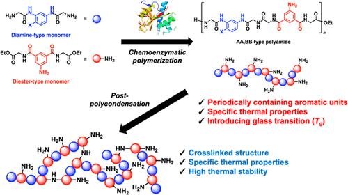 Synthesis of Semiaromatic AA/BB-Type Polyamides via Chemoenzymatic Polycondensation