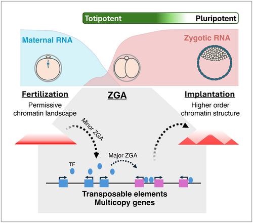 The impact of retrotransposons on zygotic genome activation and the chromatin landscape of early embryos