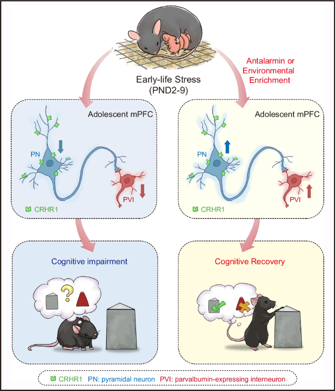 Prefrontal parvalbumin interneurons mediate CRHR1-dependent early-life stress-induced cognitive deficits in adolescent male mice