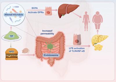 Tea Polyphenols Reduced Obesity by Modulating Gut Microbiota-SCFAs-Barrier and Inflammation in High-Fat Diet-Induced Mice