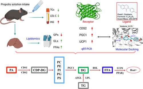 Long-Term Propolis Intake-Induced Liver Lipid Remodeling in Mice: Effects on Phospholipid-to-Glycerolipid Metabolism and Free Fatty Acid-Mediated Thermogenesis