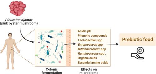 Unveiling the Potential Prebiotic Effects of Edible Mushroom Pleurotus djamor During In Vitro Colonic Fermentation