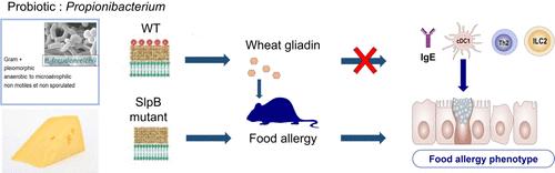 Propionibacterium freudenreichii Prevents Food Allergy in Mice via the Surface Layer Protein SlpB