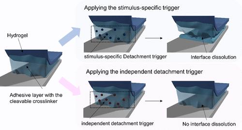 Selectively Detachable Hydrogel Adhesion Enabled by Stimulus-Specific Cleavable Cross-Linkers.