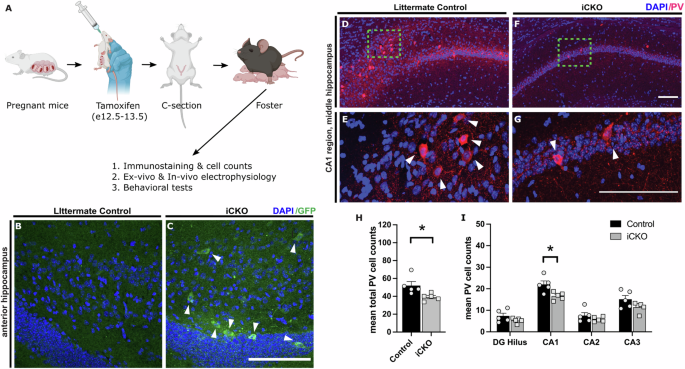 Dysregulation of neuropilin-2 expression in inhibitory neurons impairs hippocampal circuit development and enhances risk for autism-related behaviors and seizures