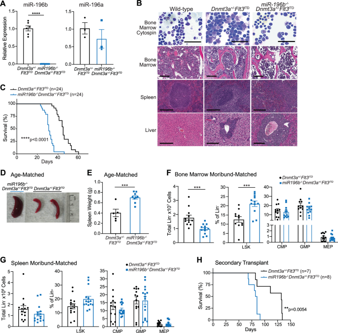 miR-196b-Oct1/2 axis regulates DNMT3A-mutant AML pathogenesis