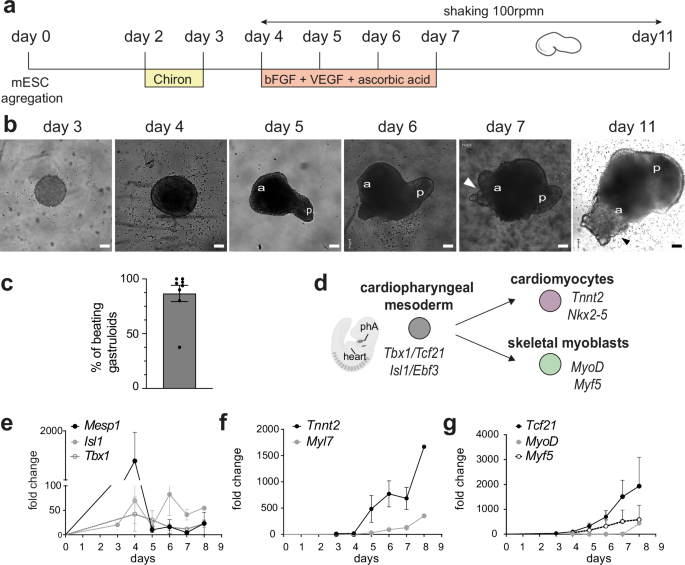 Gastruloids are competent to specify both cardiac and skeletal muscle lineages