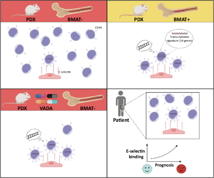 High CD44 expression and enhanced E-selectin binding identified as biomarkers of chemoresistant leukemic cells in human T-ALL