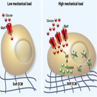 Mechano-dependent sorbitol accumulation supports biomolecular condensate