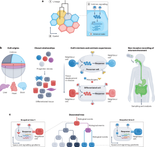 The lives of cells, recorded