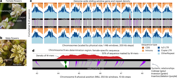 ZW sex chromosome structure in Amborella trichopoda