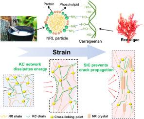 A chemical modification-free strategy for fabricating tough and tear-resistant natural rubber/polysaccharide material