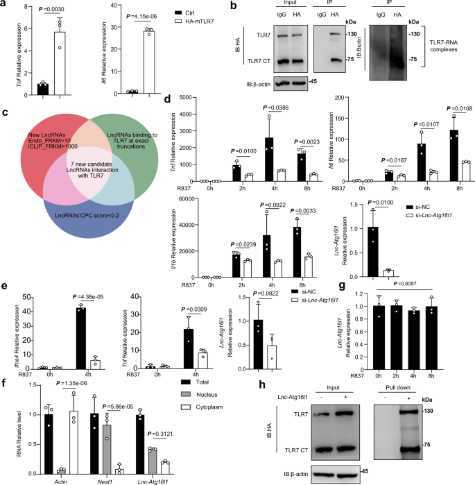 Promotion of TLR7-MyD88-dependent inflammation and autoimmunity in mice through stem-loop changes in Lnc-Atg16l1