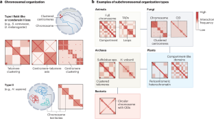 Evolution and function of chromatin domains across the tree of life