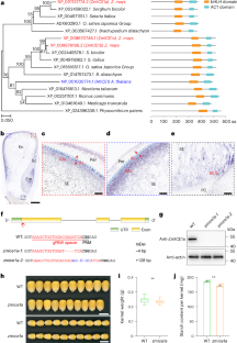 ZmICE1a regulates the defence–storage trade-off in maize endosperm