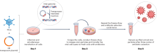 Antibiotic-driven boosting of oncolytic virotherapy