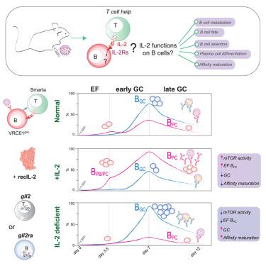 Interleukin-2-secreting T helper cells promote extra-follicular B cell maturation via intrinsic regulation of a B cell mTOR-AKT-Blimp-1 axis