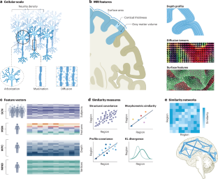 Structural MRI of brain similarity networks