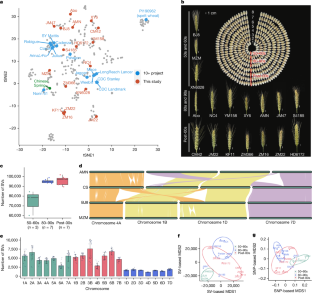 Pan-genome bridges wheat structural variations with habitat and breeding