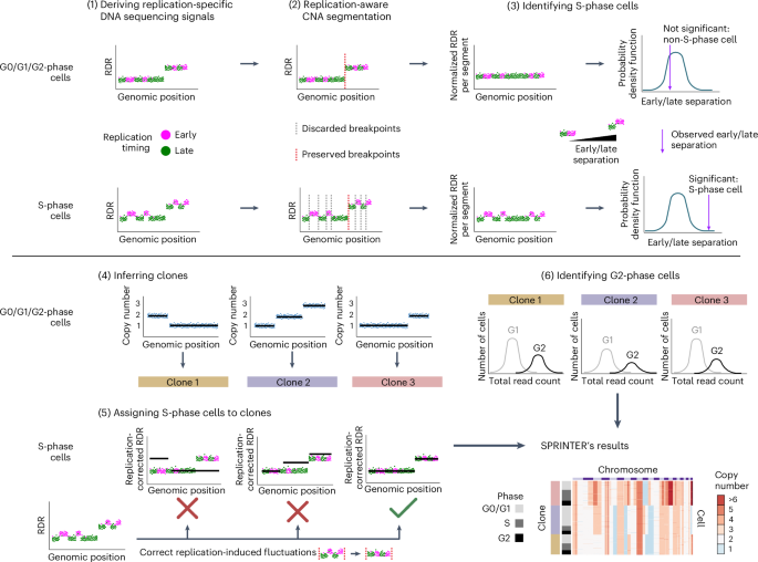 Characterizing the evolutionary dynamics of cancer proliferation in single-cell clones with SPRINTER