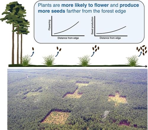 Habitat edges decrease plant reproductive output in fragmented landscapes