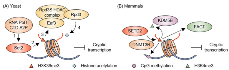 Histone Modification Pathways Suppressing Cryptic Transcription.