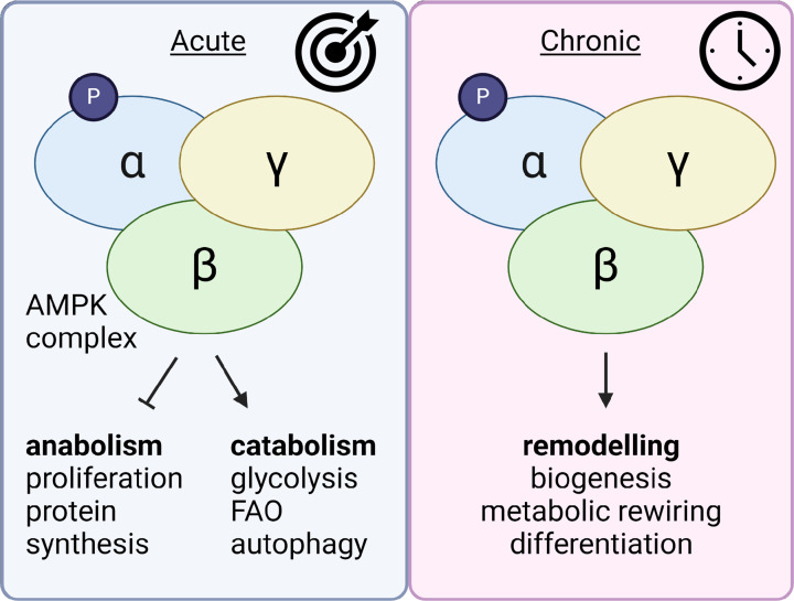 New concepts in the roles of AMPK in adipocyte stem cell biology.