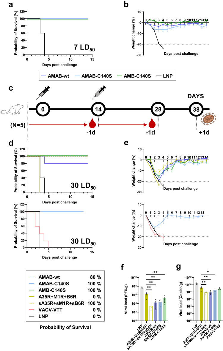 Single-chain A35R-M1R-B6R trivalent mRNA vaccines protect mice against both mpox virus and vaccinia virus.