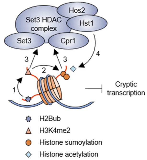 Histone Modification Pathways Suppressing Cryptic Transcription.
