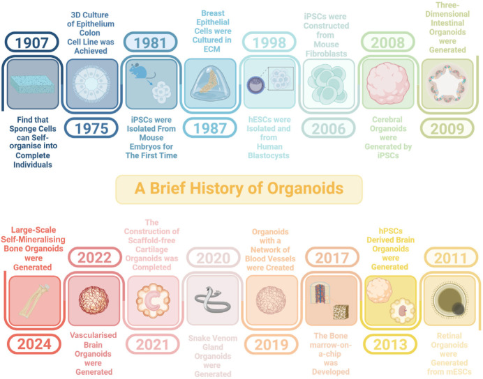 Skeletal organoids.