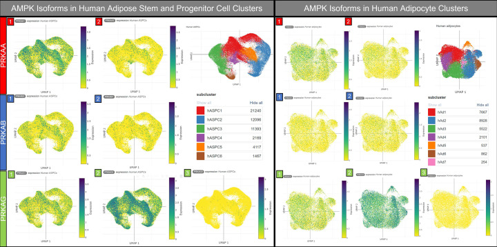 New concepts in the roles of AMPK in adipocyte stem cell biology.