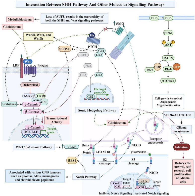 Sonic hedgehog signalling pathway in CNS tumours: its role and therapeutic implications.