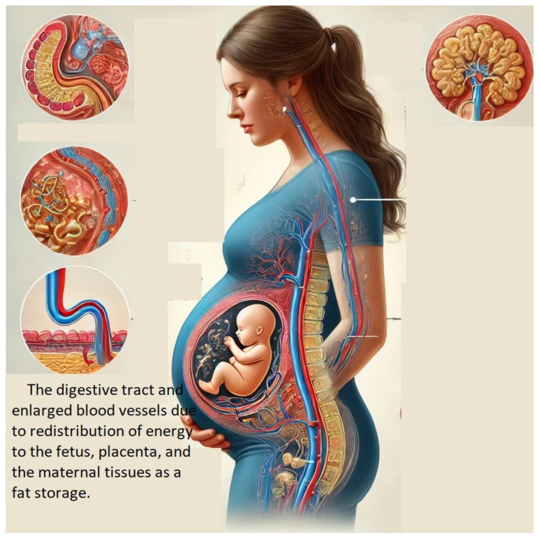 Introduction to the Proteomic Analysis of Placentas with Fetal Growth Restriction and Impaired Lipid Metabolism.