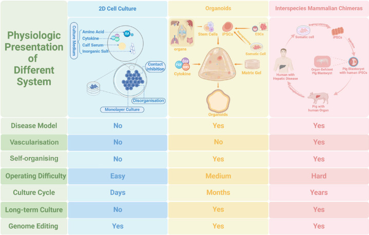 Skeletal organoids.