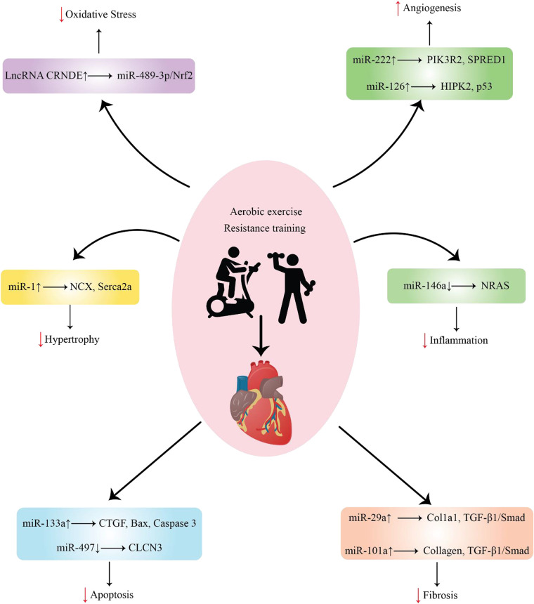 Exercise mediates myocardial infarction via non-coding RNAs.